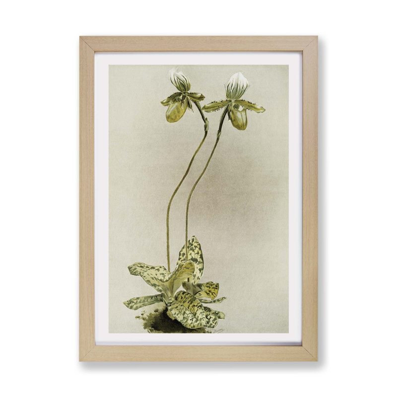 Magnolia Flowers Illustration Tab. 23 by Frederick Sander - Single Picture Frame Painting, 45cm H x 63cm W x 2cm D, Oak