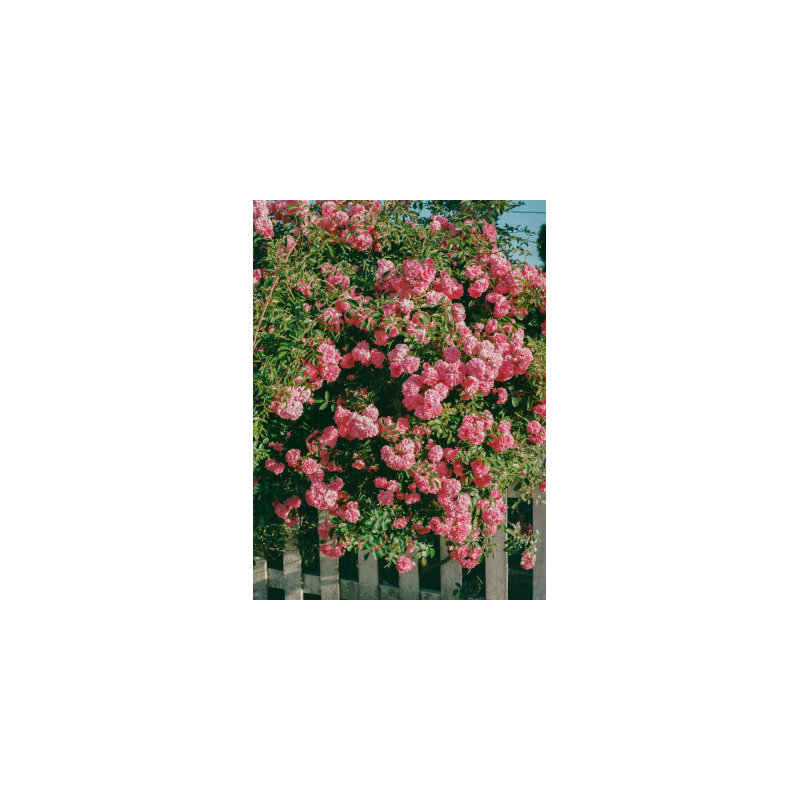 Wrapped Canvas Print, 91.44 cm H x 60.96 cm W