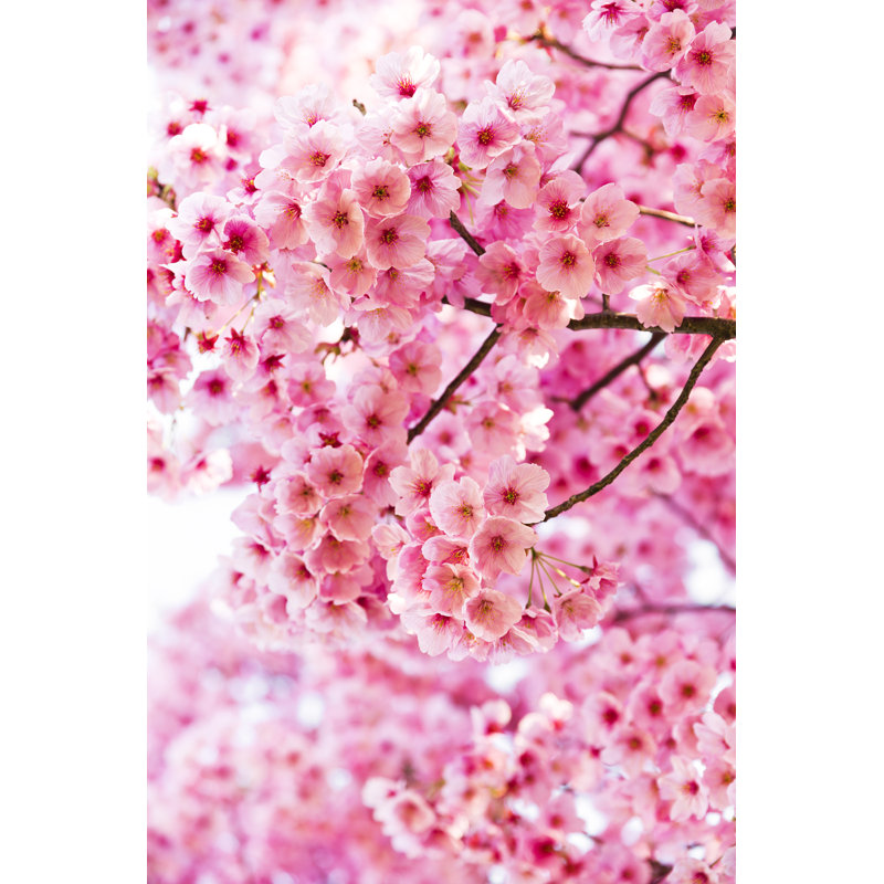 Pink Cherry Blossoms In Full Bloom by Ooyoo - No Frame Print on Canvas, 76cm H x 51cm W
