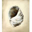 Seashells III Print by Sydney Edmunds-26706261-26706259