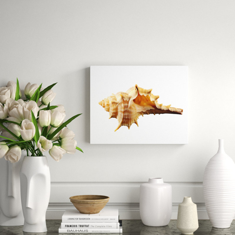 Corne de coquillage - photographie, H 16 po x l 20 po x P 2,5 po, Aluminium