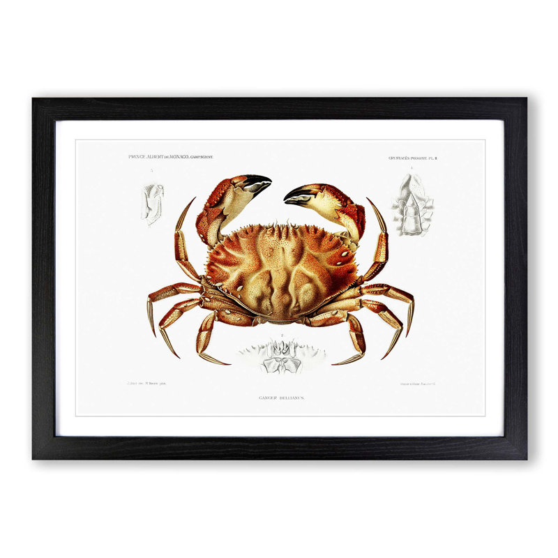 Crab by Albert I - Picture Frame Painting Print, 36cm H x 48cm W x 2cm D, Black Framed