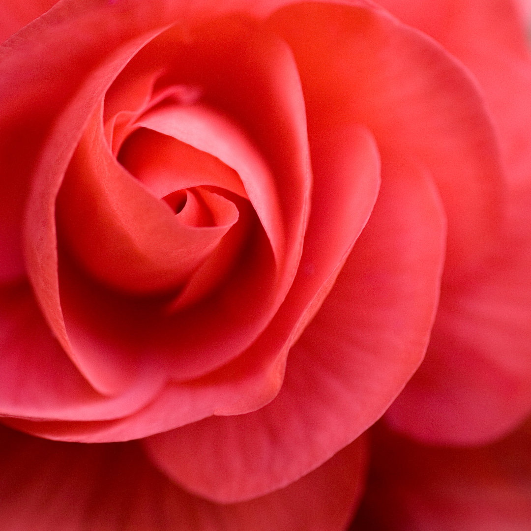 Rose Close Up von Firmafotografen - Druck auf Leinwand ohne Rahmen