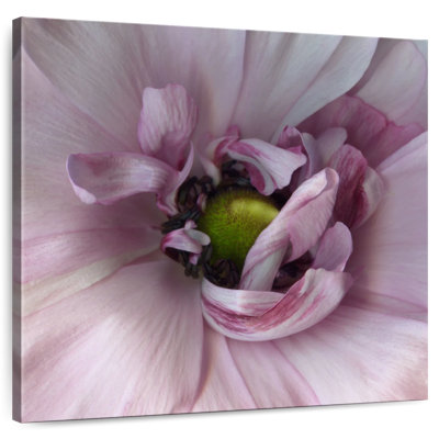 Harnac renoncule rose
