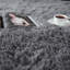 Tapis noir doux à poils longs-6424319-21265674