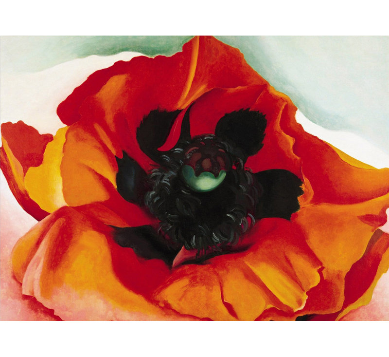 Poppy 4