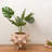 Terracotta Vase Dia 12.5" & H 9"