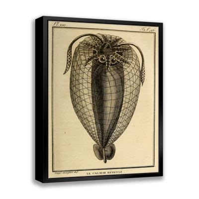 " Vintage Squid 4 " by Stanley Print House