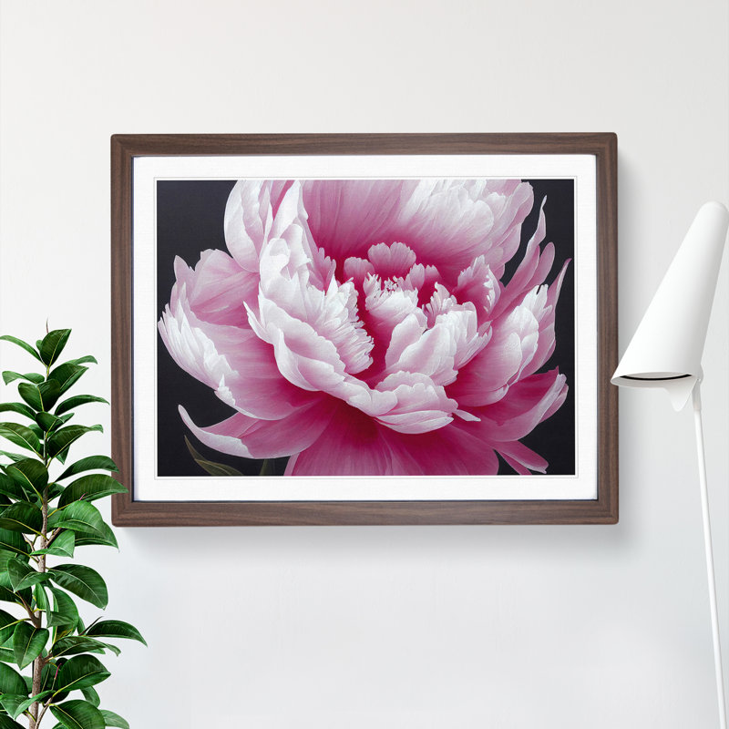 Splendid Peony Flower - Framed Print, 46cm H x 64cm W x 2cm D, Walnut