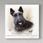 « gaélique terrier », reproduction d’impression sur toile tendue-26859367