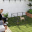 Dog Playpen with Door for Indoor Outdoor-109606966
