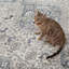 Phoebe Machine WashableOriental Area Rug in Cream/Blue-1936565538