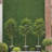20'' Plant
