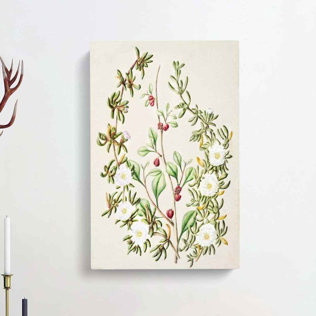 Daisy Brachyglottis Flowers by Sarah Featon - Wrapped Canvas