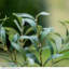 150cm Olive Tree Tree in Pot