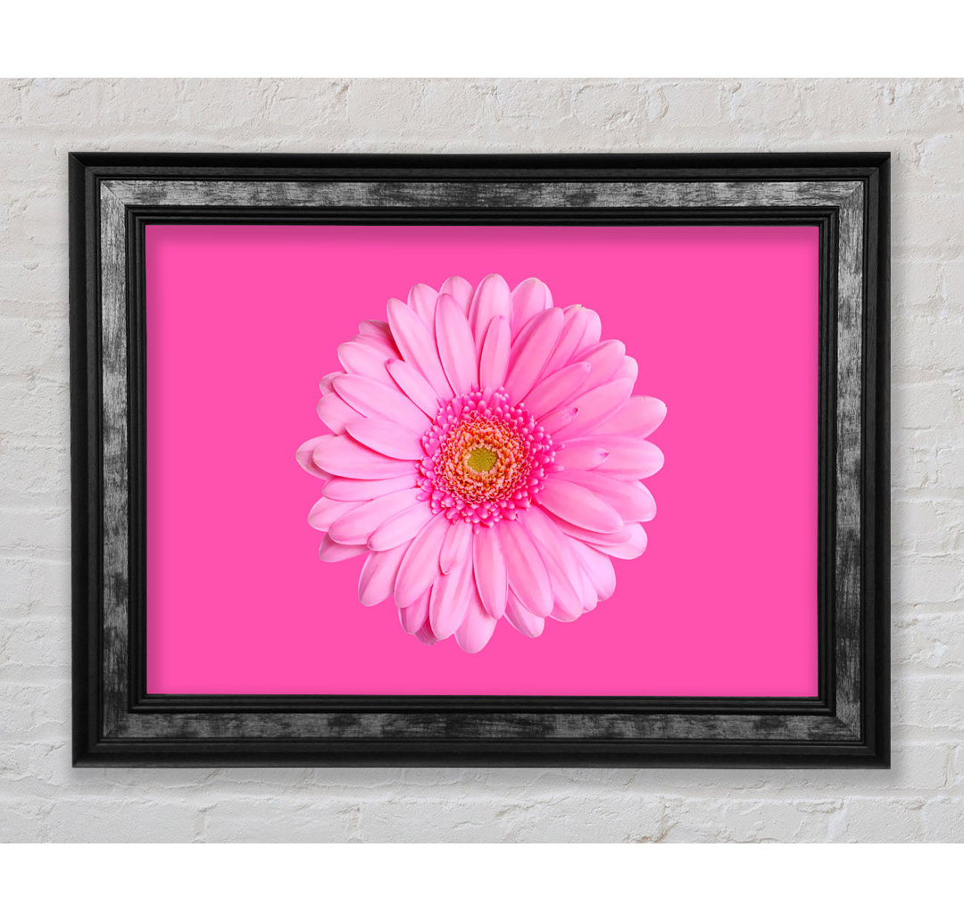 Baby Pink On Pink Gerbera - Einzelner Bilderrahmen Kunstdrucke