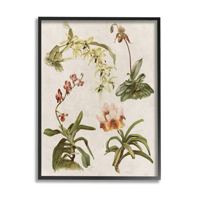 " Vintage Latin Study Flowers Nature " by Lil' Rue