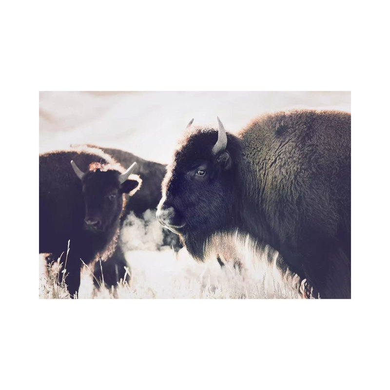 Buffalo by Sisi & Seb - Wrapped Canvas Print, 66.04 cm H x 45.72 cm W x 3.175 cm D