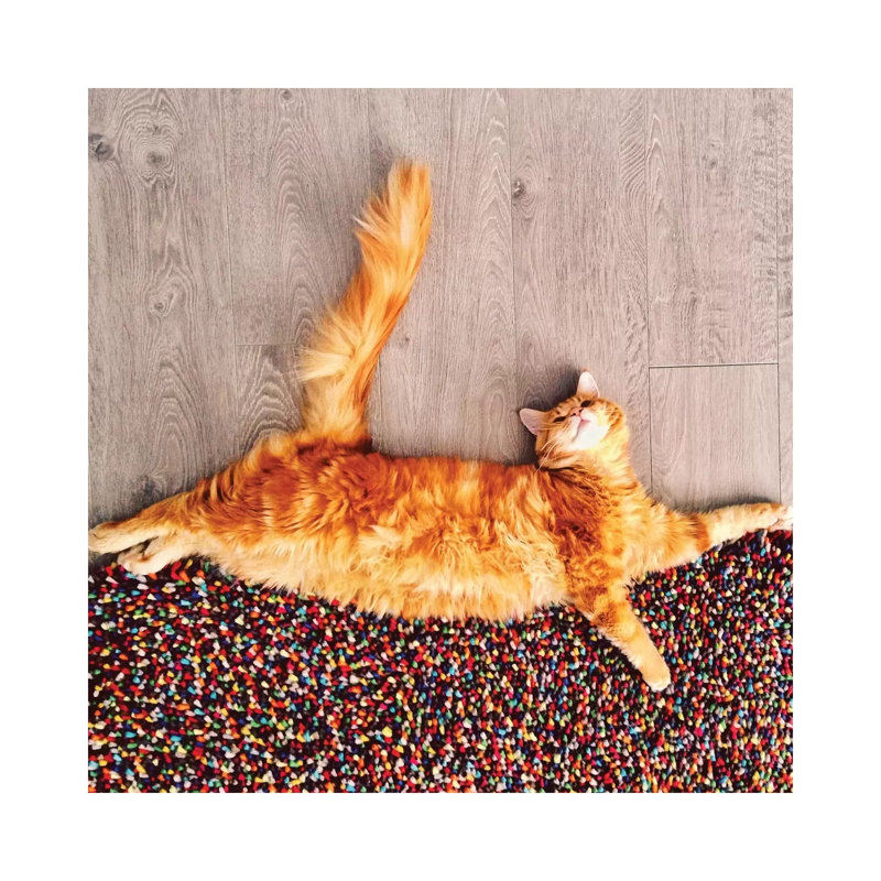 «The Cat Sprinkling the World with Sweets» par Hobopeeba - reproduction de photo, H 12 po x l 12 po x P 0,75 po, Toile tendue