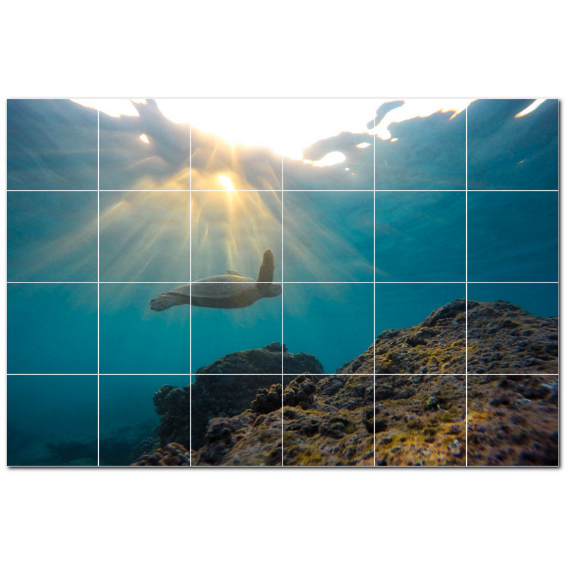 Tortue photo 6 x 6