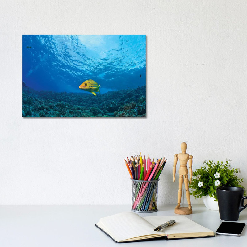 Blue Striped Grunt (Haemulon Sciurus), Molokini Crater, South Maui, Hawaii, USA by Stuart Westmorland - No Frame Gallery-Wrapped Canvas Giclée on Canvas