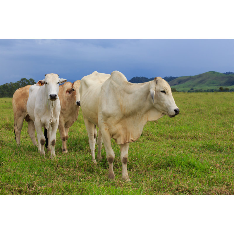 Brazilian Cows by Azgek - Wrapped Canvas Print, 30cm H x 46cm W