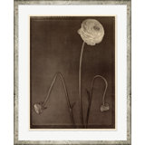 Sepia Flowers Print by Bespoke By Baker