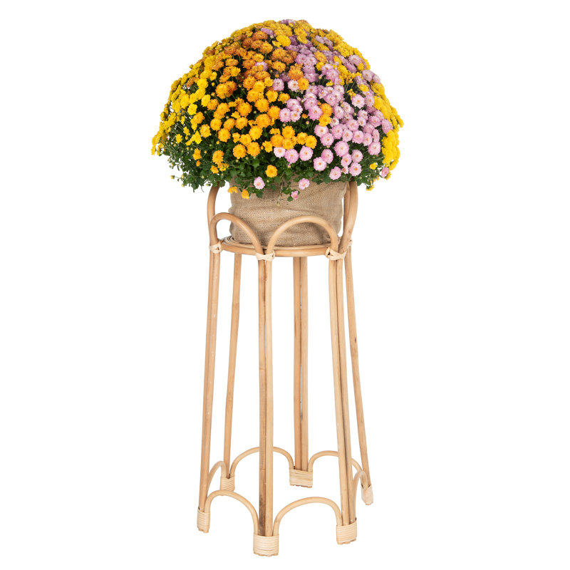 Steverson Plant Stand