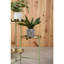 Bibbins Plant Stand