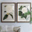 Camellia Japonica I - ensemble de 2 reproductions d'impressions-1902663014-1902889051-1902889030