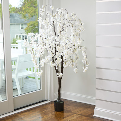 6' Weeping Cherry Tree