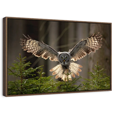 Flying Owl