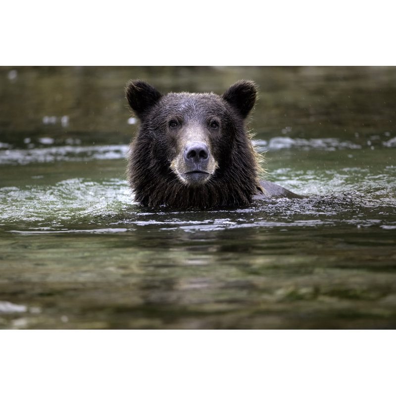 Coastal Brown Bear Swimming by Justinreznick - No Frame Print on Canvas, 61cm H x 91cm W