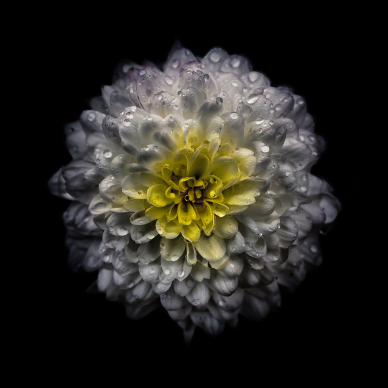White And Yellow Mum - Wrapped Canvas Art Prints, 30cm H x 30cm W