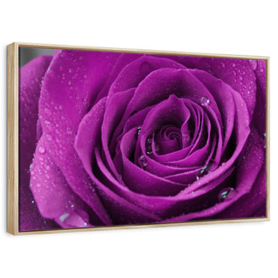 Droplets On Purple Rose
