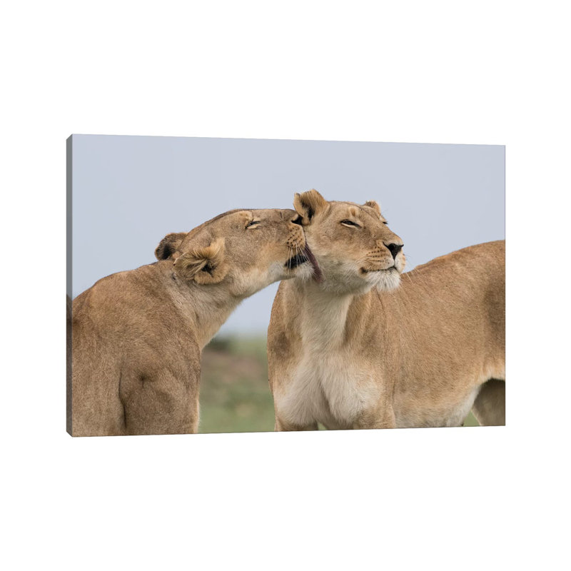 Africa, Kenya, Maasai Mara National Reserve. Lioness Interaction. by Jaynes Gallery - Wrapped Canvas Print