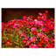 Petites fleurs rouges au printemps, reproduction de photo sur toile tendue-19241373