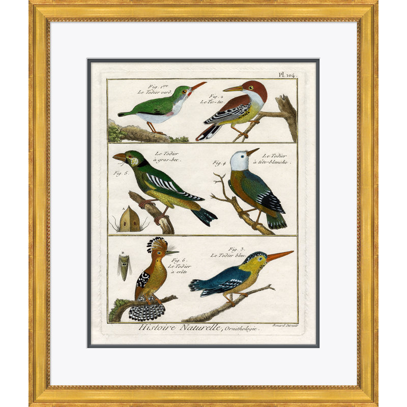 18th Century Parakeet Engravings Giclee Print