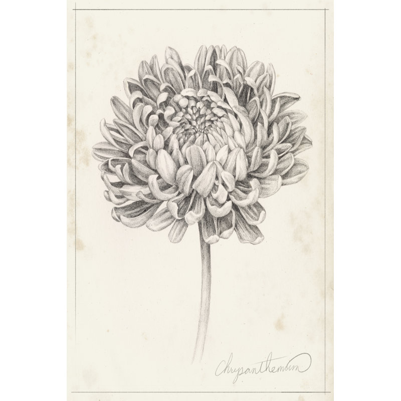 Graphite Chrysanthemum Study II, H 36 po x l 24 po x P 1,25 po