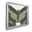 «Beautiful Butterfly II», impression sur toile encadrée-209804969-209804974