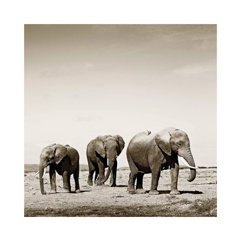 Lumbering Elephants 1 Piece Wrapped Canvas Wall Art, 30.48 cm H x 30.48 cm W