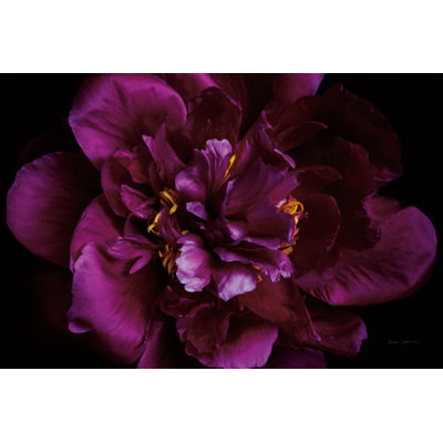 Vivid Dark Peony by Elise Catterall - Wrapped Canvas Print