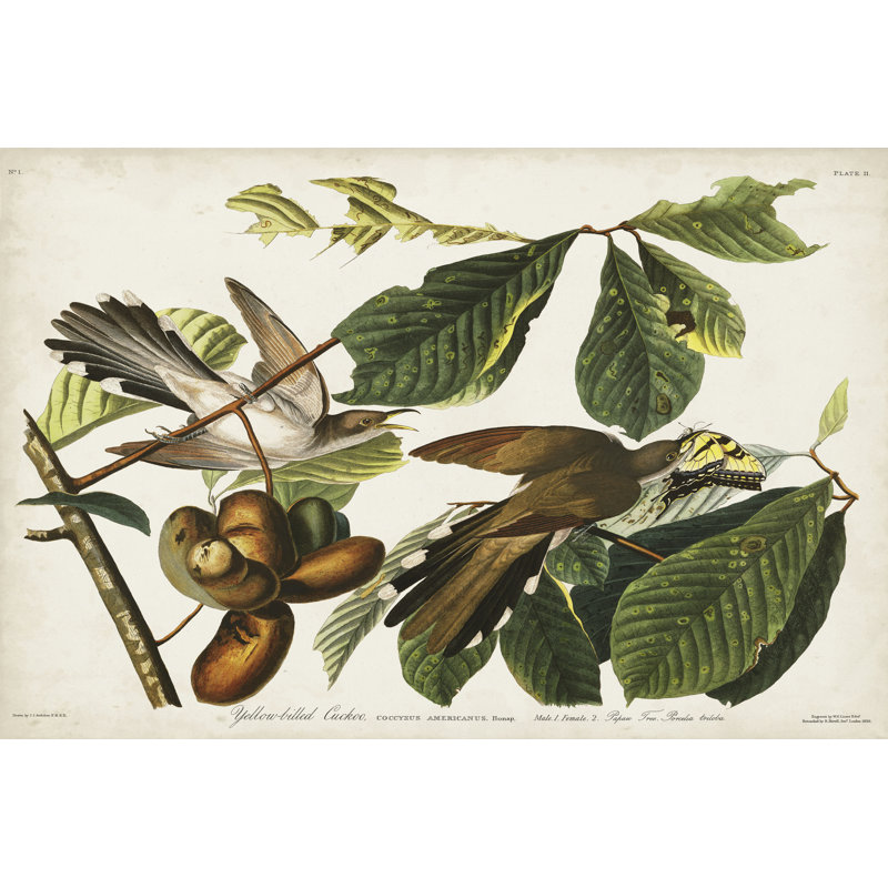Coucou «Pl 2» par James Audubon - peinture sur toile tendue, H 32 po x l 48 po