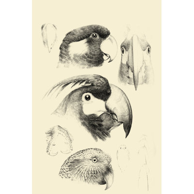 Waterbird Sketchbook III - Wrapped Canvas Drawing