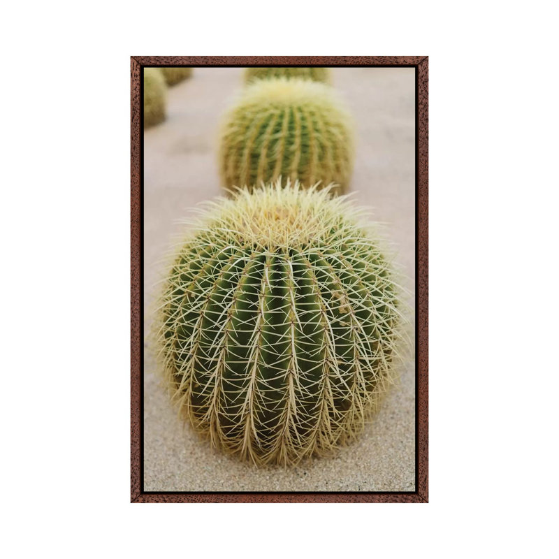 Cabo Cactus IV 1 Piece Wall Art on Canvas, 101.6cm H x 66.04cm W x 3.81cm D, Classic Brown Wood Framed