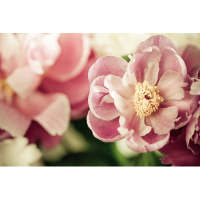 Pink Peony - Wrapped Canvas Print
