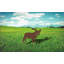 Piquet de jardin Hillld French Bulldog Dog-647367127
