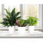 Plant in Pot-898924730