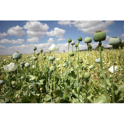 Opium Poppies par Safakoguz - Photographie sur toile tendue