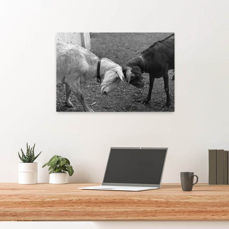 A Black & A White Goat Butting Heads Classic Retro Vintage Animal Landscape Wall Art, H 16 po x l 24 po